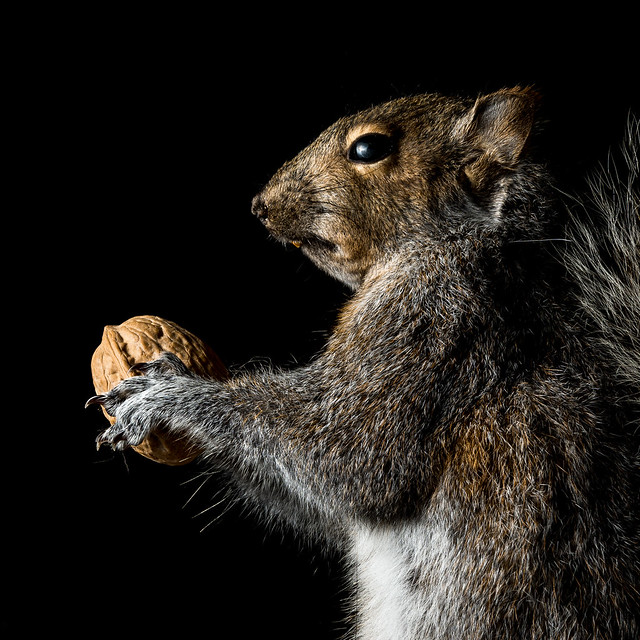A Squirrel & His Nut