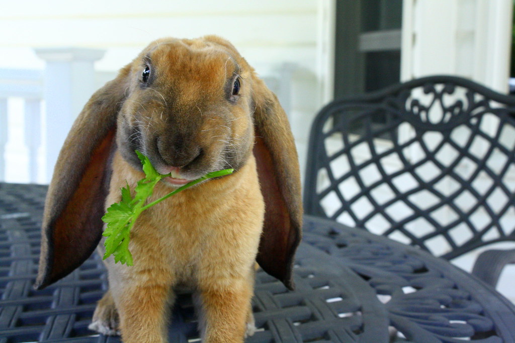 Suprr Rabbit Flickr Rabbits | Flickr