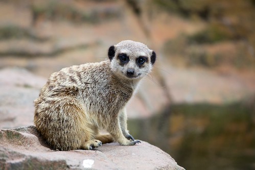 Modelling Meerkat | by David Kearley