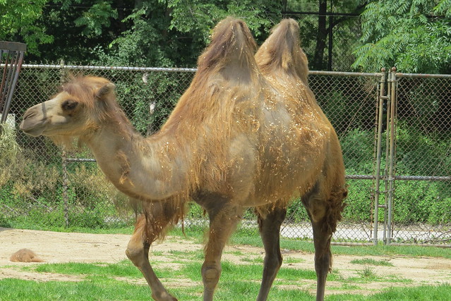 One Hump or Two?