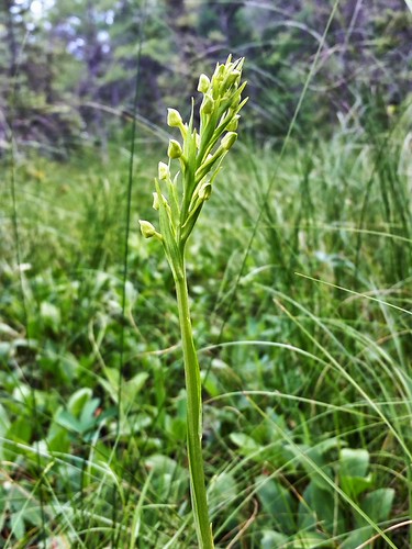 Platanthera huronensis - in bud by aarongunnar, Kissick Alkaline Bog Lake State Natural Area, Sawyer Co., WIwisconsinstatenaturalarea