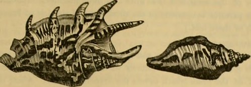 Paternoster