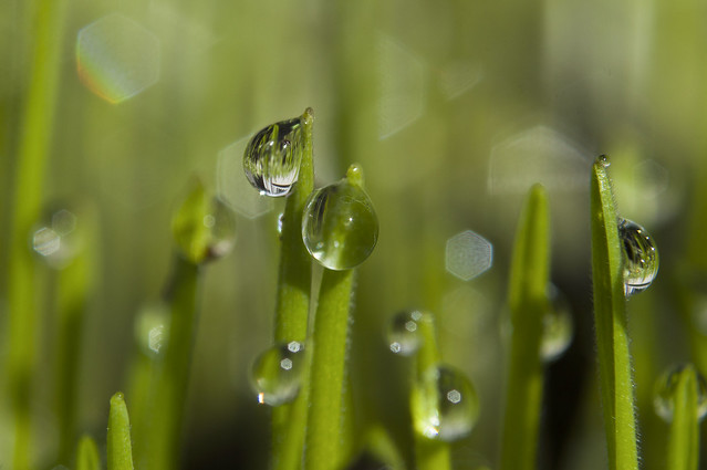 Wheatgrass Droplets 2
