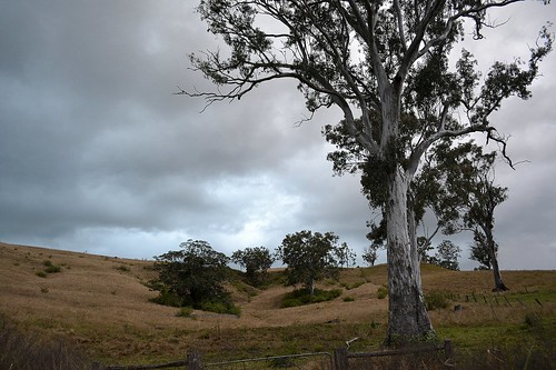 trees winter landscape cloudy overcast pasture nsw hillside australianlandscape gully ruralaustralia northernrivers rurallandscape eucalyptustereticornis forestredgum richmondvalley ironpotcreekvalley