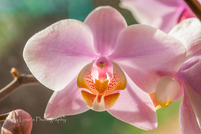 Orchids - Explored 27 June 2015 :)