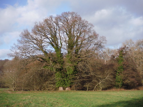 Tree across Field SWC Walk 34 Newbury Racecourse to Woolhampton (Midgham Station)
