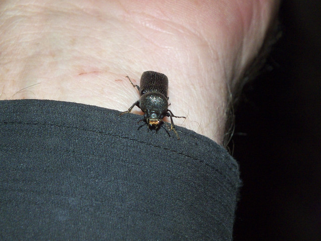 Bostrichidae Auger beetle DSCF6933