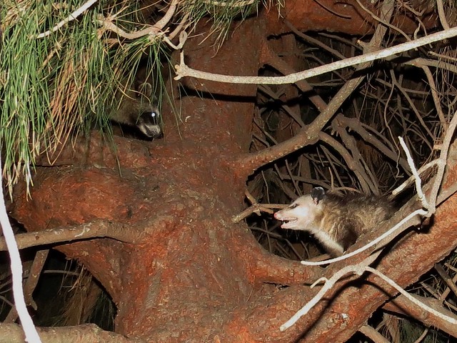 virginia opossum versus raccoon