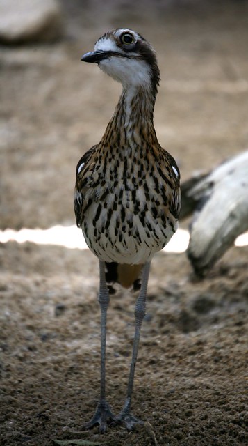 Who Me? Nah, I Prefer the Shade! Bush-Stone Curlew Cairns Australia