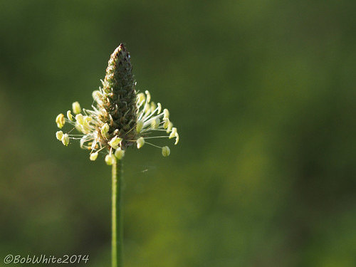 california macro weed norcal marysville yubacounty 201405