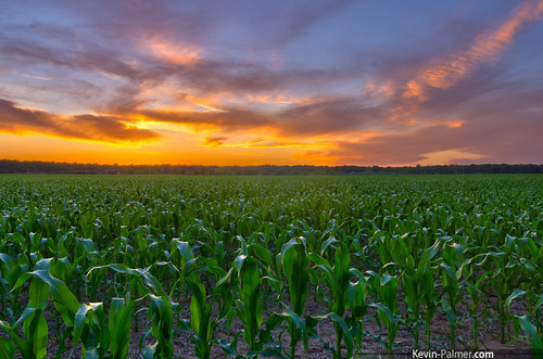 camping sunset summer color green june yellow gold golden evening illinois cornfield colorful dusk vibrant backpacking hdr masoncounty forestcity kevinpalmer tamron1750mmf28 sandridgestateforest pentaxk5