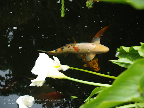The Laurels Open Garden 15th June 2014 | by nickpaul.hill