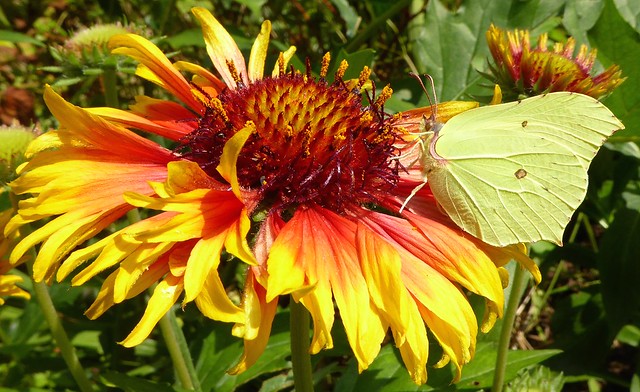 Brimstone butterfly sucks nectar