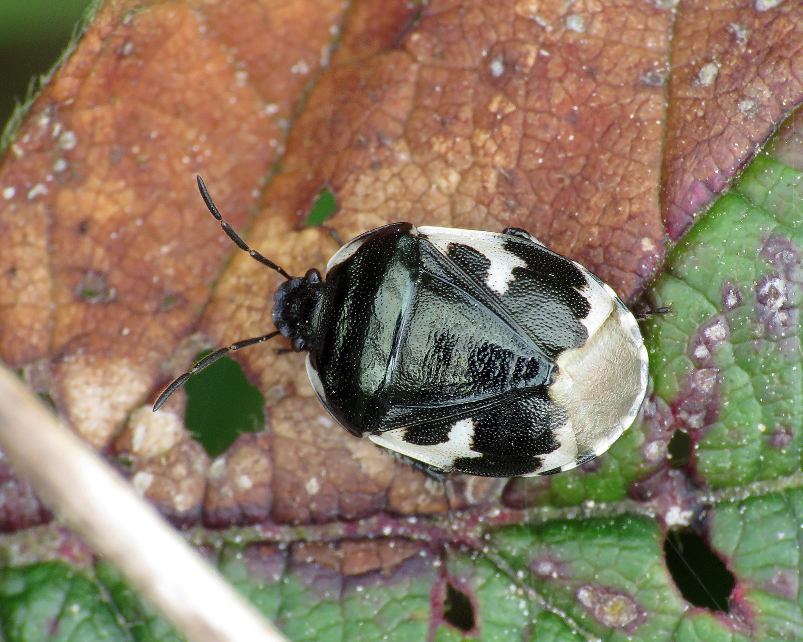 Pied Shieldbug - Tritomegas bicolor