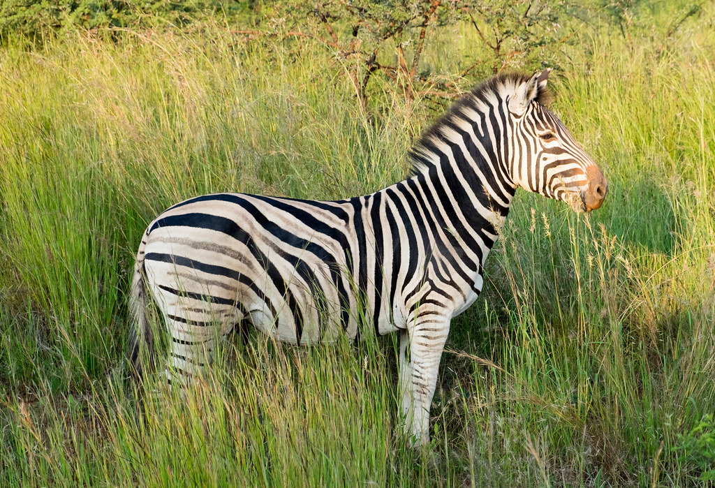Zebra in Entabeni, South Africa