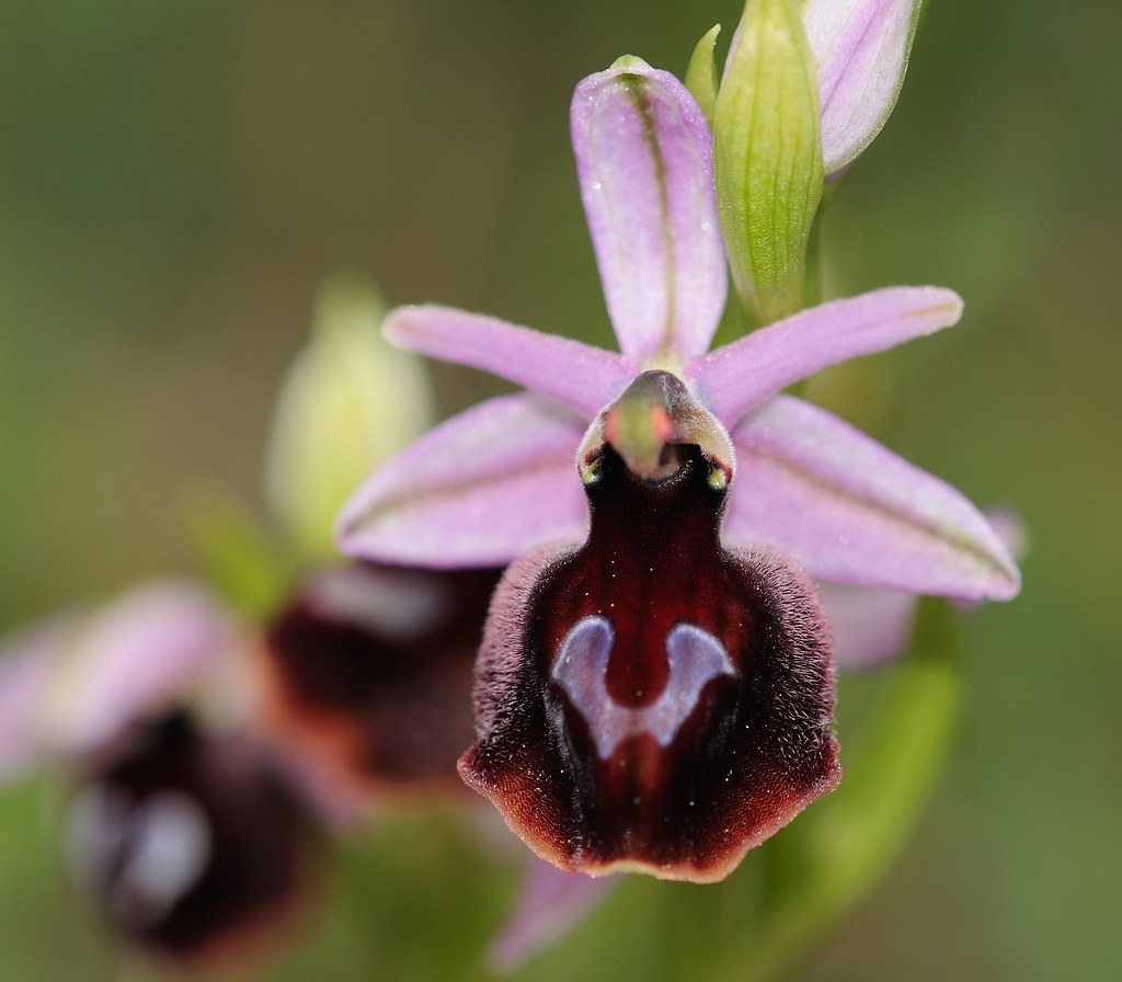 Argolische Ragwurz, Ophrys argolica (?)
