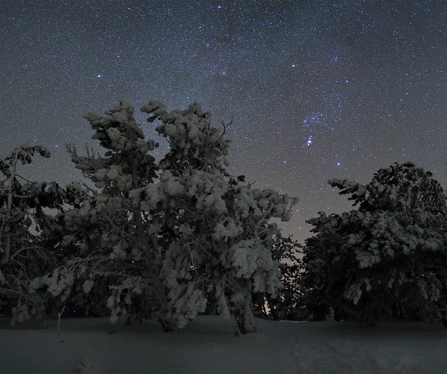 Frozen pines, Crimea
