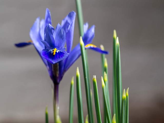 Dwarf Iris Reticulata Pixie blue indigo