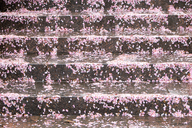 Washington DC Cherry Blossoms: April 15, 2014