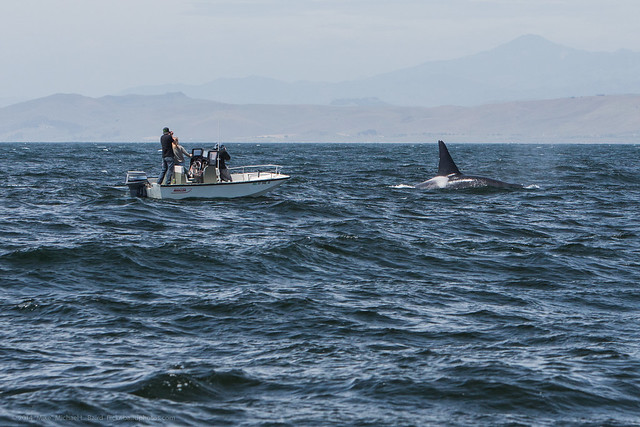 Orca, Killer Whale (Orcinus orca) Feeding 2014-05-08
