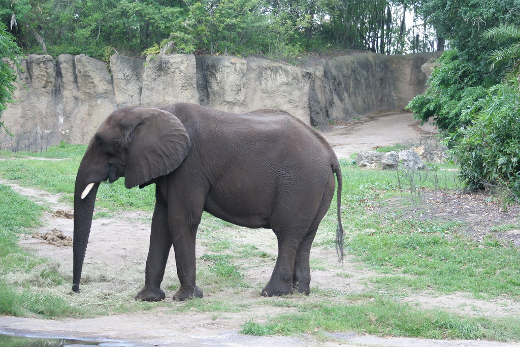 Maclean the African Elephant on Kilimanjaro Safari - Animal Kingdom - Walt Disney World