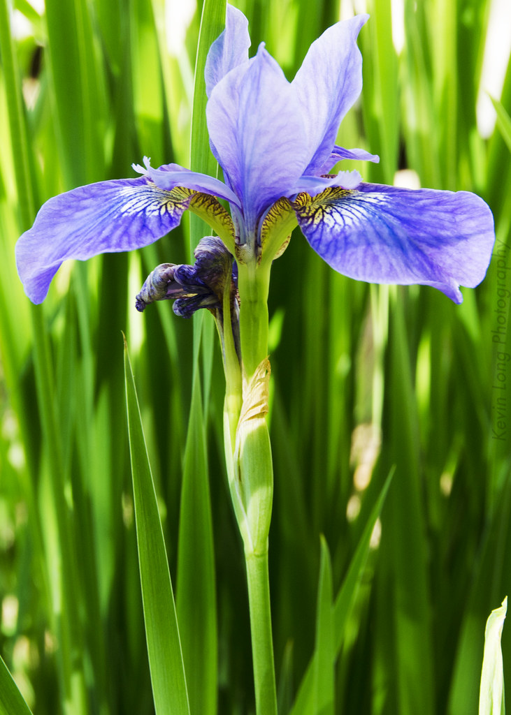 Violet, Siberian Iris | 