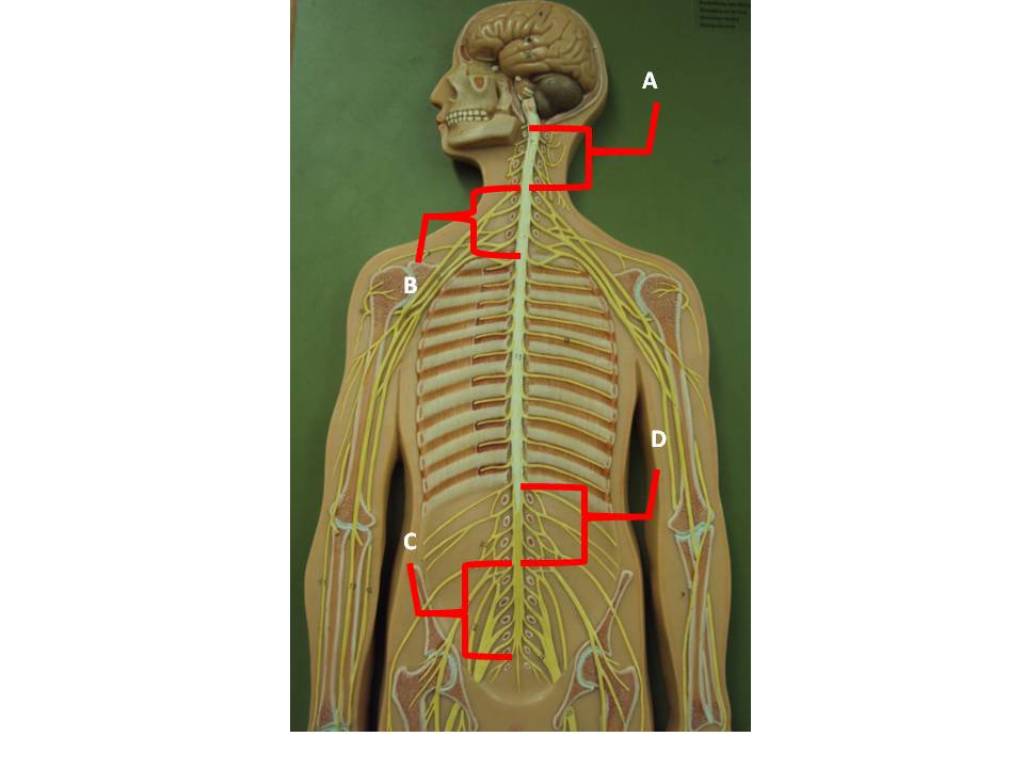 15. Spinal Cord and Spinal Nerves (unlabeled) | anatomyphyslab261 | Flickr