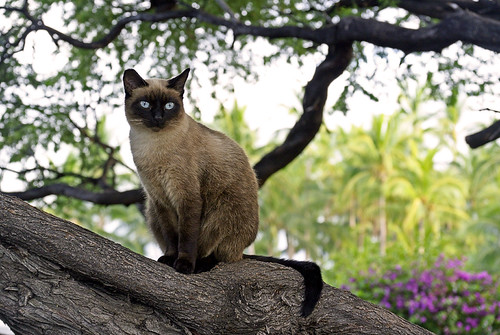 Hawaiian Kitty | by ツ island girl ☆ミ