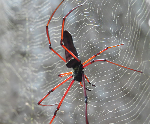 Massive Spider, Angkor Jungle, Cambodia