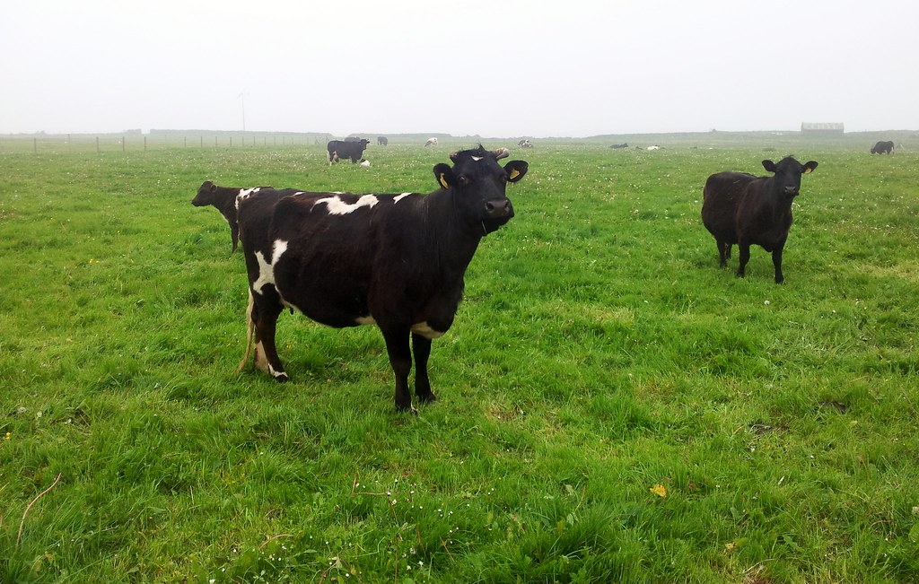 Shetland Cattle On North Ronaldsay | Douglas Law | Flickr