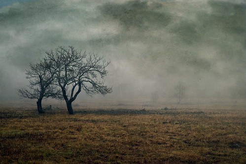 old morning trees storm abstract tree history texture abandoned nature field fog rural dark landscape photography evening mood branch moody open darkness artistic farm foreboding bare massachusetts branches foggy newengland surreal stormy orchard haunted spooky pasture photograph berkshires fields farms pastures past broad plain baretrees impressionist isolated textured stormclouds appleorchard appletrees expanse approachingstorm berkshirecounty approachingrain gatheringstorm