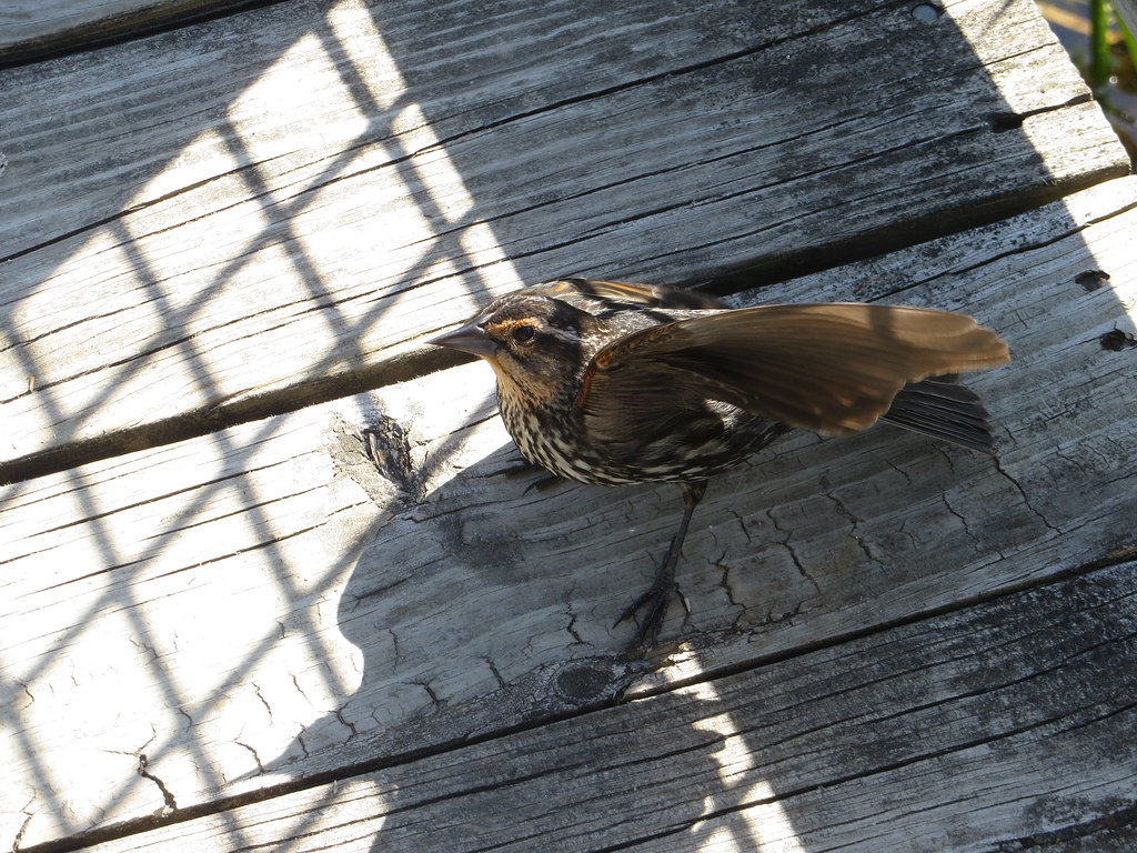 Bird with a broken wing nutrition