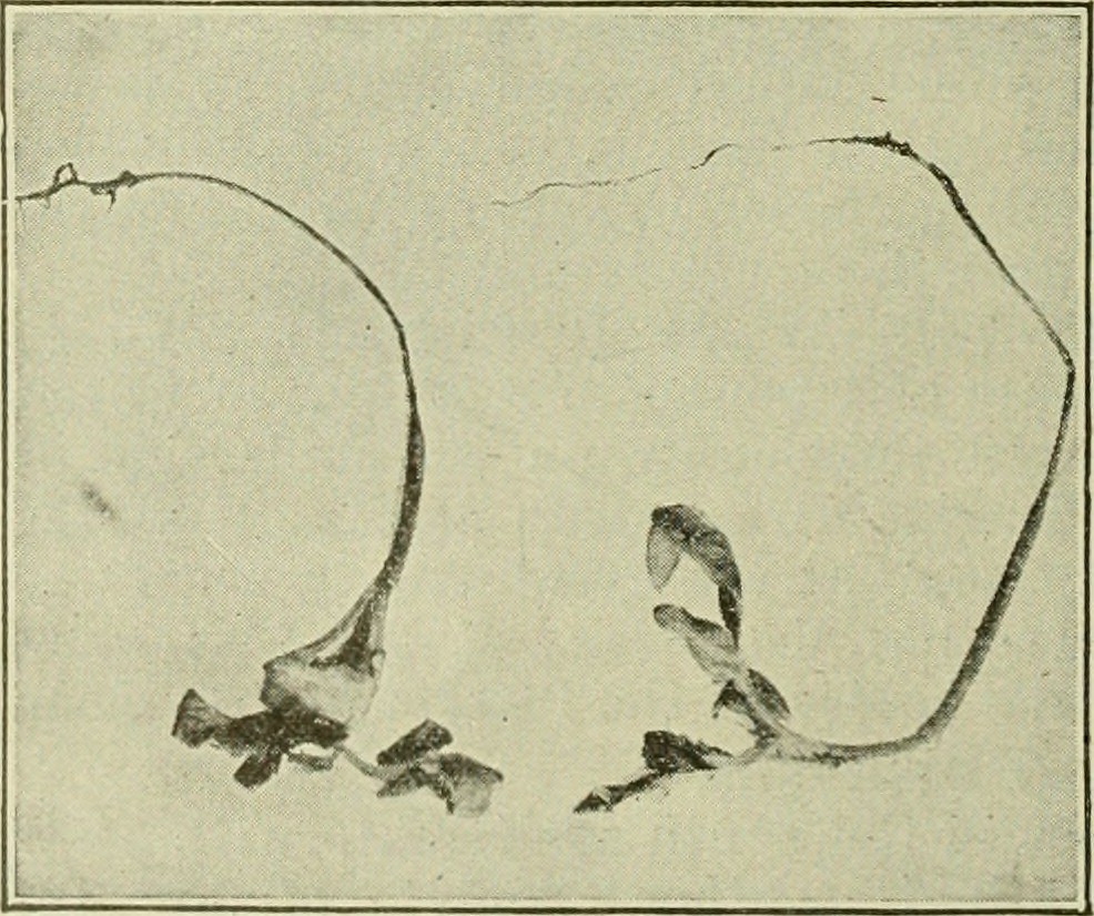 Image from page 11 of 
