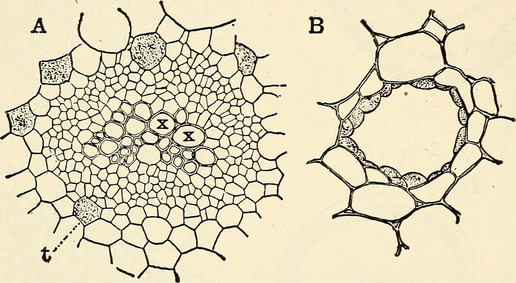 Aciculate Image from page 303 of