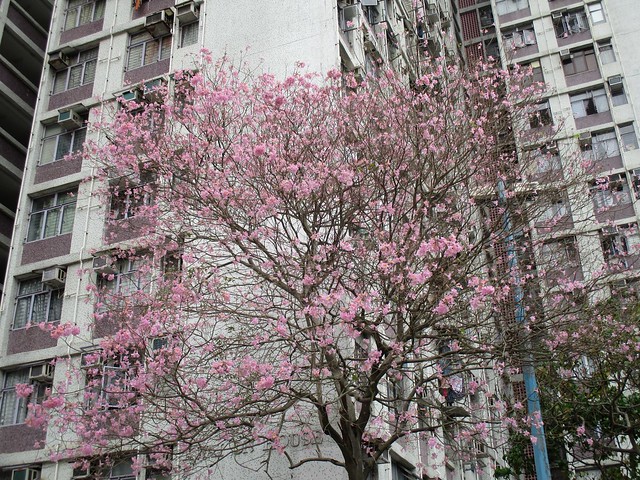 Tabebuia Rosea / Pink Trumpet at Kwai Fong Estate