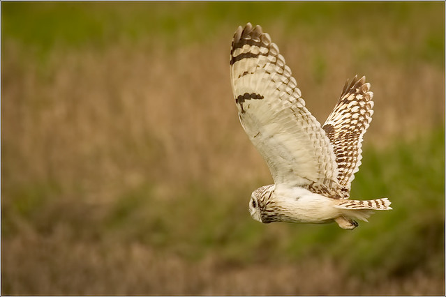 One of the Farlington Owls 5