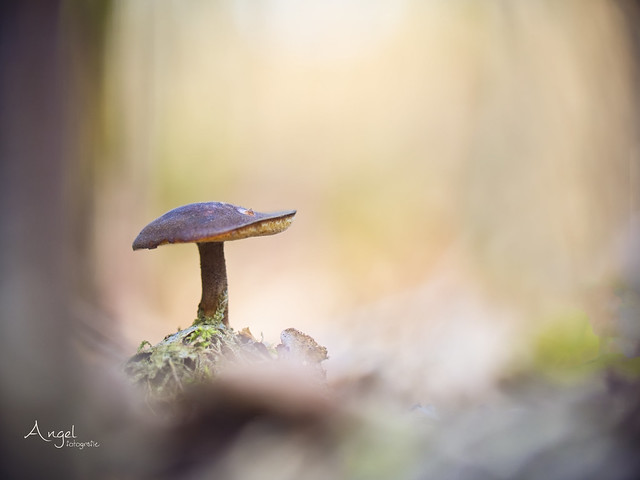 mushroom in spring