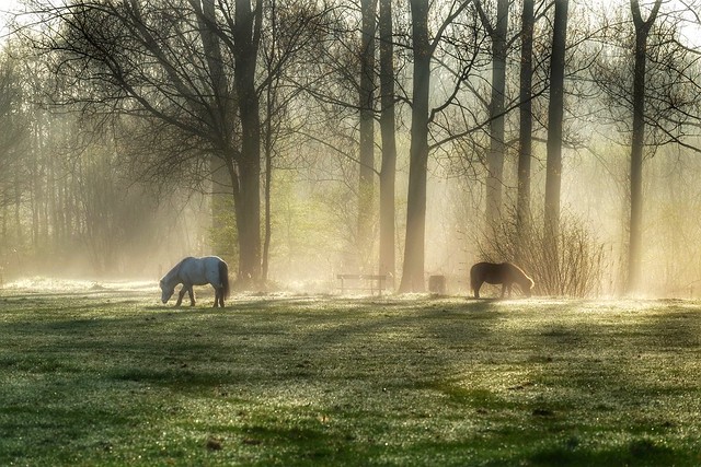 Pony's in morning mist