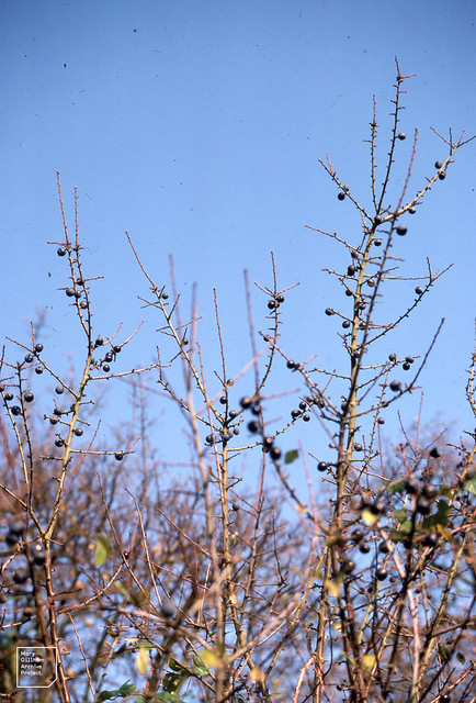 Bullace, brown, almost thornless stems, fruits round. 27/11/1982. Dinas Powys. Prunus domesticus ssp. insititia. (ssp domesticus = wild plum, oval fruit)