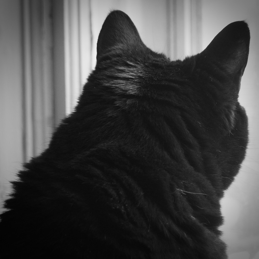 cat noir wallpaper iphone