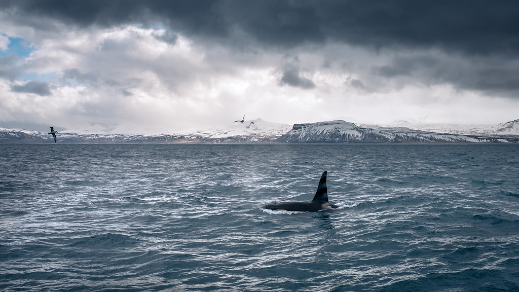 The Orca - Olafsvik, Iceland - Travel photography