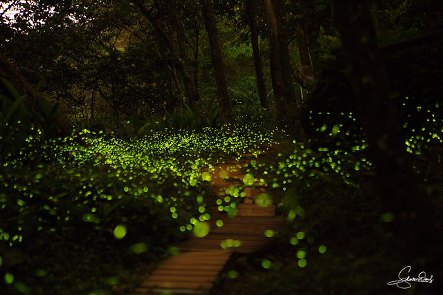 2014-04-16 汐止翠湖螢火蟲  Fireflies