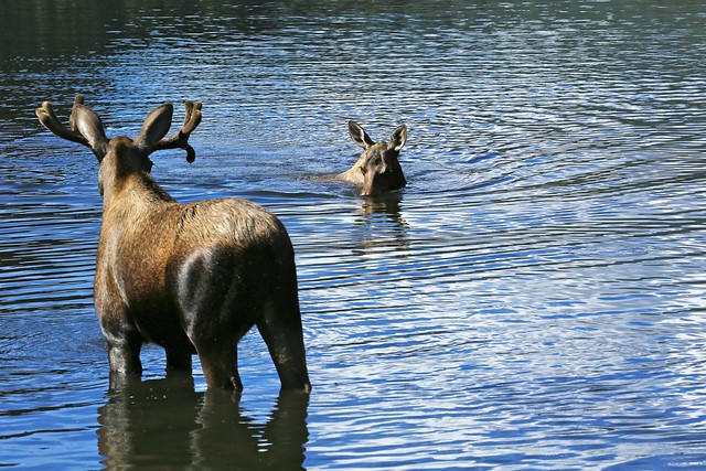 Moose Bull and Cow Grazing In The Shallows of a Mountain Lake Landscape Alaska North America