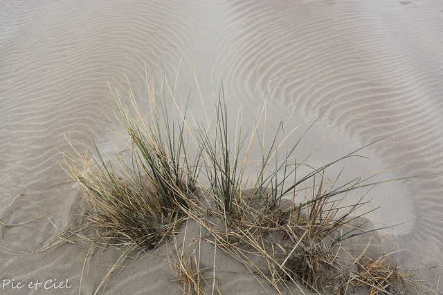 Du sable, une brindille et le vent en artiste