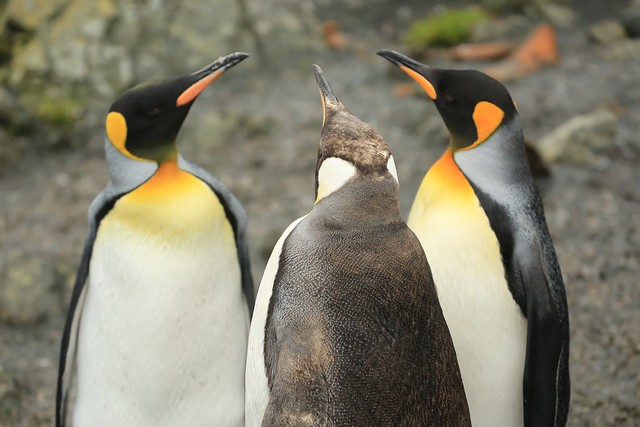 Family King Penguin Subantarctic Macquarie Island Australia