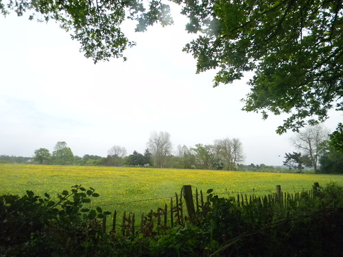 Buttercups with fence Manningtree Circular