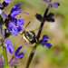 Flickr photo 'Narrow-bordered Bee Hawkmoth (Hemaris tityus) on Meadow Sage (Salvia pratensis)' by: Bernard DUPONT.