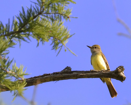 bird yellow breast westernkingbird yellowbreast