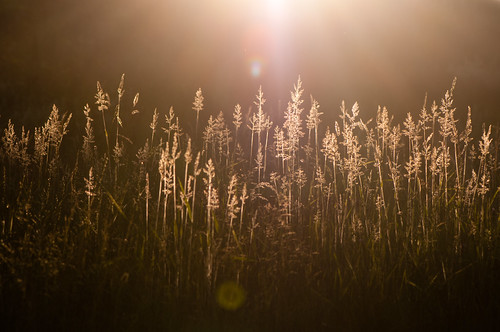 20140607 by Homemade, sunset sun newyork grass backlighting westchestercounty southsalem lewisboro nikon105mmf28macro nikk