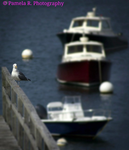 Life as a seagull
